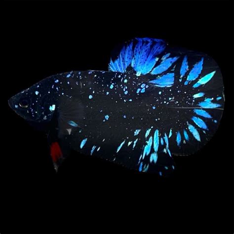 avatar betta fish price|Rare Pair Avatar Betta Fish For Sale – Thailand Betta Fish.